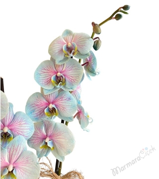 Gökkuşağı Mavi Orkide