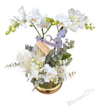 Gold Saksıda Beyaz Orkide 