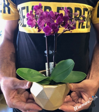 Gold Saksıda Mini Orkide