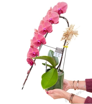 Gül Kurusu Şelale Orkide 