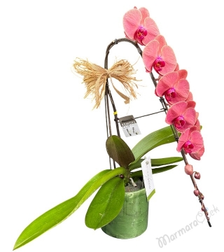 Gül Kurusu Şelale Orkide 