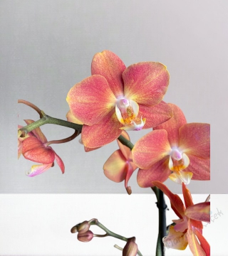 İki Dallı Somon Orkide