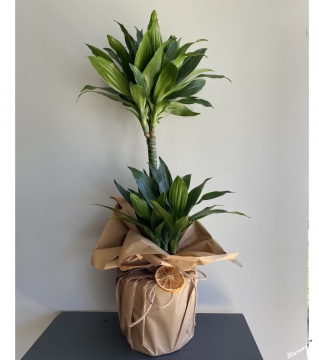 İkili Dracaena Compacta