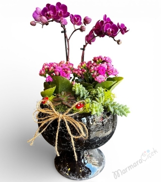Mor Orkide ve Kalanchoe
