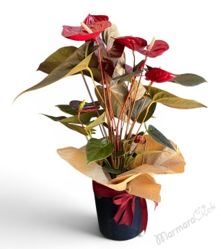 Scarlet Antoryum Saksı Çiçeği