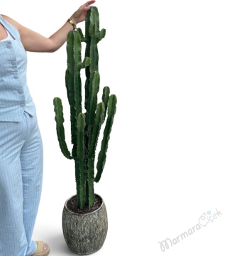Büyük Boy Kaktüs (Euphorbia Ingens / Kovboy Kaktüsü) Özel Pütürlü Seramik S