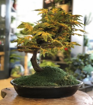 Kırçıllı Yapraklı Yapay Bonsai