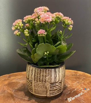 Kalanchoe Çiçeği