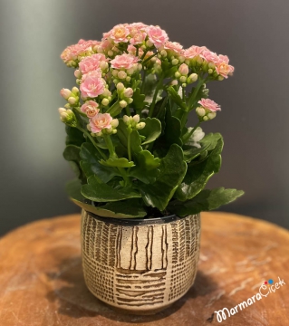 Kalanchoe Çiçeği