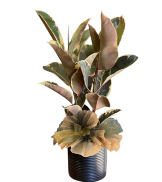 Kauçuk Elastika Çiçeği