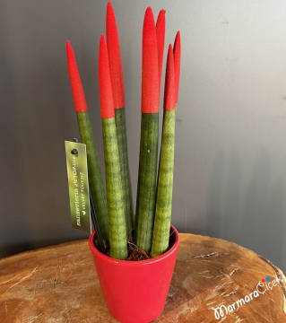 Kırmızı Sansevieria