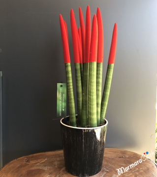 Kırmızı Sansevieria