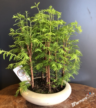 Bambu Bonsai