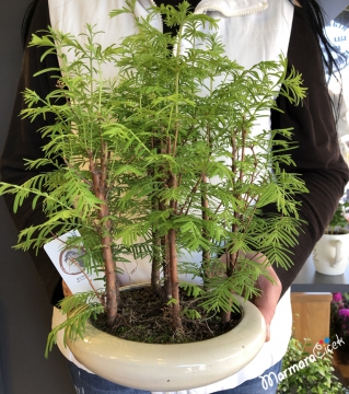 Bambu Bonsai