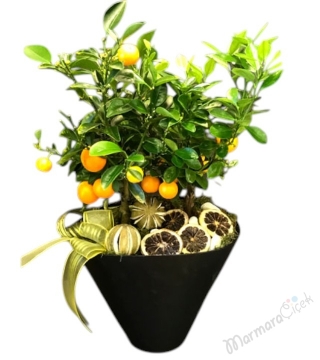 Mandalina Ağacı 