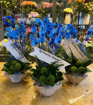 Mavi Orkideli Fuar Aranjmanı 