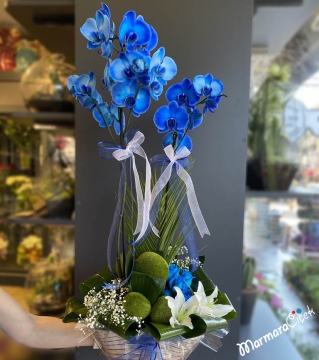 Mavi Orkide Aranjman