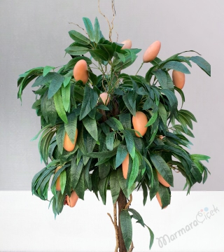 Meyveli Mango Ağacı