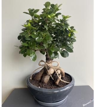 Midi Boy Ficus Bonsai 