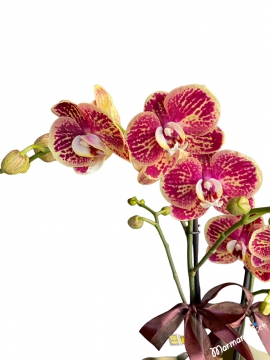 Midi Kırçıllı Orkide