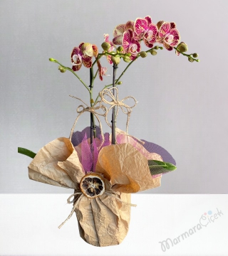 Midi Kırçıllı Orkide