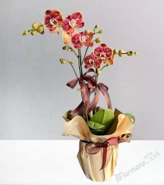 Midi Kırçıllı Orkide