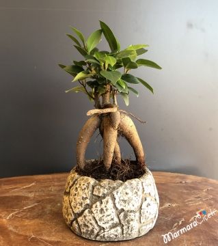 Mini Bonsai
