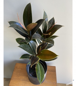 Mini Boy Ficus Elastica Kauçuk