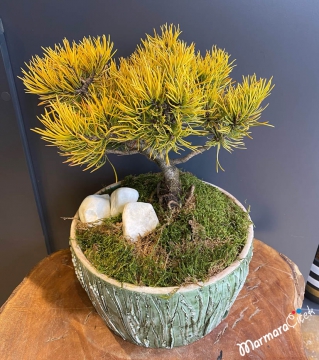 Pinus Wintergold Bonsai