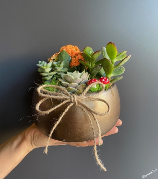 Mini Kalanşo ve Sukulentler Teraryum 