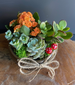 Mini Kalanşo ve Sukulentler Teraryum 