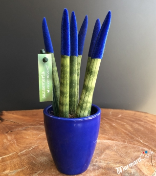 Mini Lacivert Sansevieria