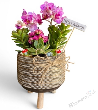Mini Orchid Garden Saksı Aranjmanı
