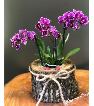 Kütükte Bodur Orkide