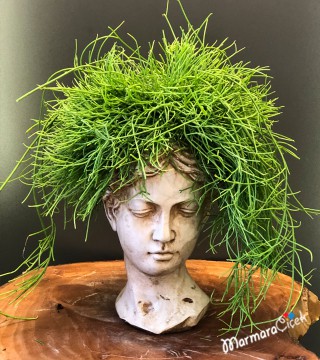  Heykel Saksıda Rhipsalis