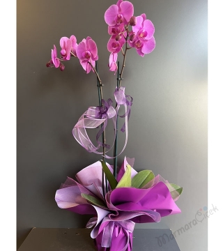 Çift Dallı Mor Orkide