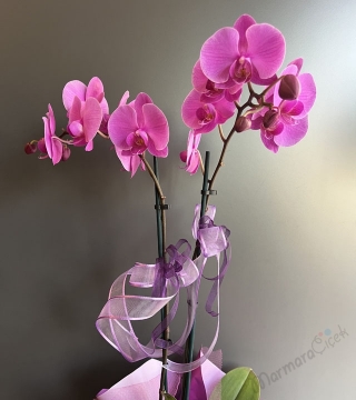 Çift Dallı Mor Orkide