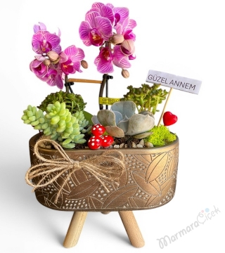 Mor Orkideli Sukulent Aranjman