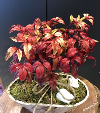 Nandina Bonsai