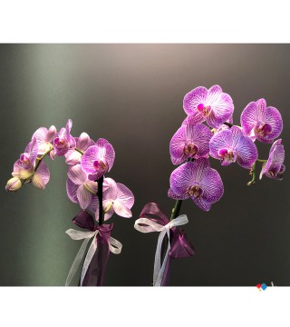 Lila Kırçıllı Orkide
