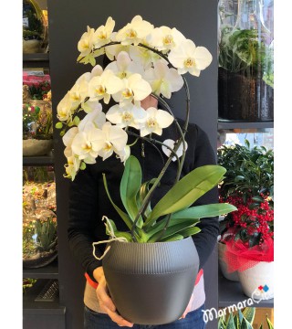Beyaz Orkide Sarmaşık