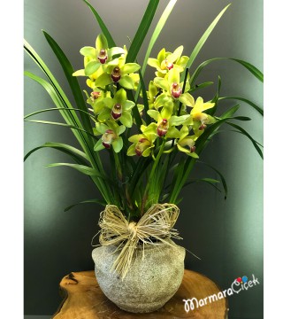 Sarı Sipityum Orkide