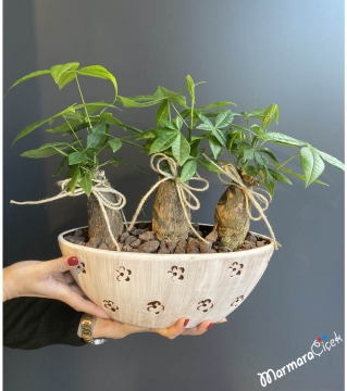 Pachira Para Ağacı Bonsai