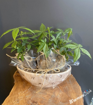 Pachira Para Ağacı Bonsai