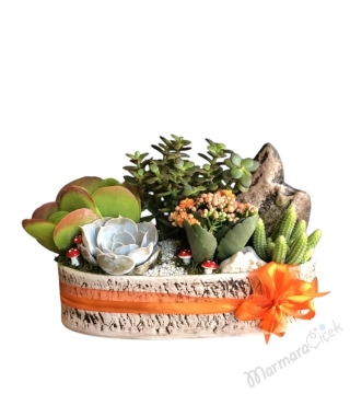 Para Ağacı Crassula Teraryum