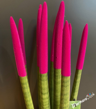 Fuşya Sansevieria