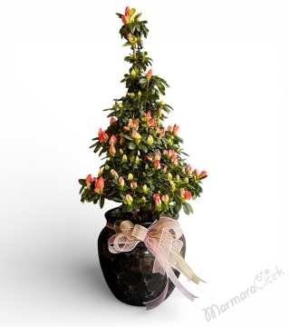 Pembe Açelya Saksı Çiçeği