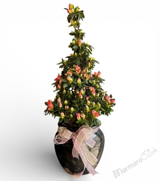 Pembe Açelya Saksı Çiçeği