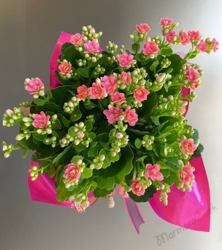 Pembe Kalanchoe