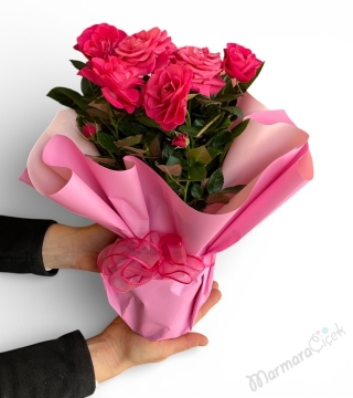  Saksıda Kokulu Pembe Gül 